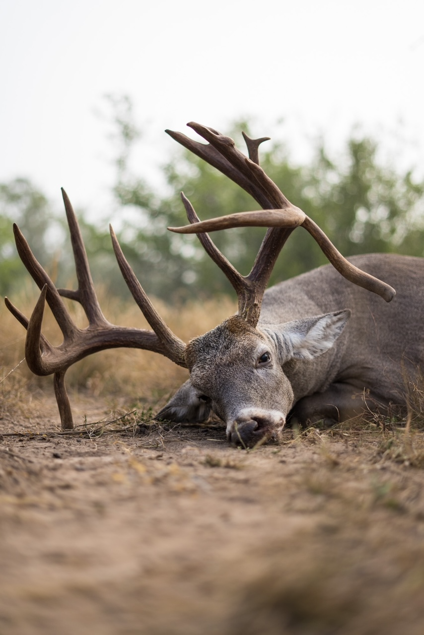 CCC Whitetail