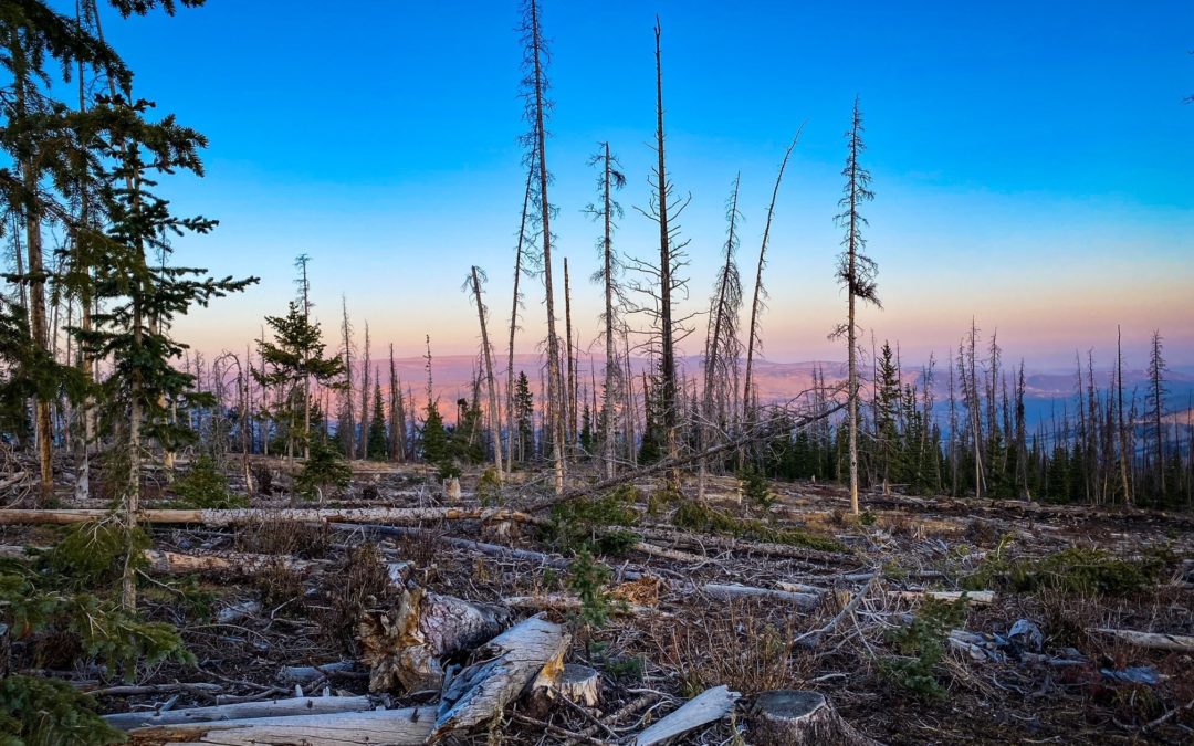 Backcountry Elk Hunting Prep