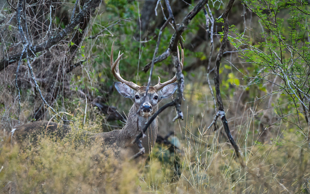 A Frustrating Deer Season…